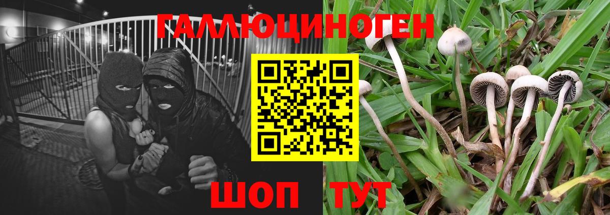 Галлюциногенные грибы Psilocybine cubensis  Вход с VPN  Кумертау  Галлюциногенные грибы мухоморы 